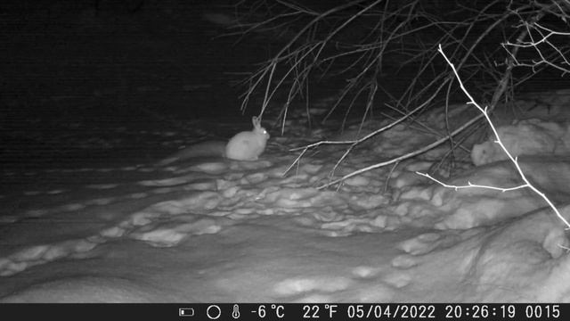 Фотоловушка в лесу… Попался клиент!!! смотреть онлайн