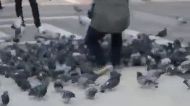 Групповая поездка в Милан Январь, 2014 смотреть онлайн