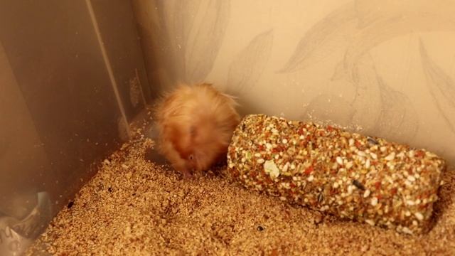 НОВОРОЖДЕННЫЕ СИРИЙСКИЕ ХОМЯЧКИ смотреть онлайн