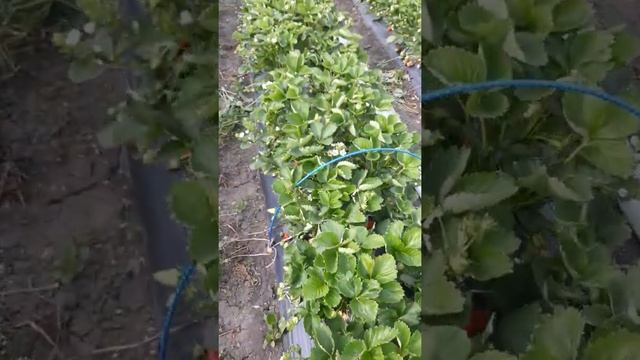 23 мая 2022. Клубника Налив Крот медведка.? Альба? смотреть онлайн