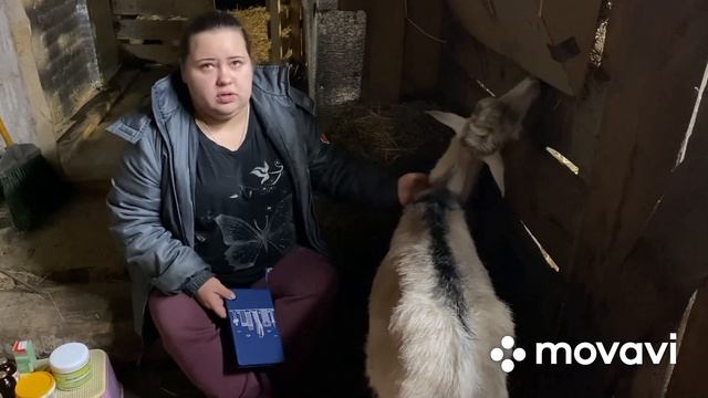 Мастит,сгустки в молоке у козы смотреть онлайн