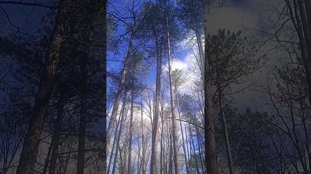 Разведка соснового леса смотреть онлайн