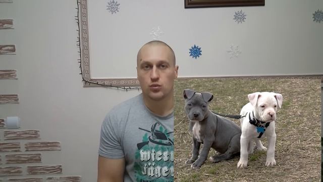 Американский питбультерьер или питбуль самая сильная и жёсткая бойцовая собака смотреть онлайн