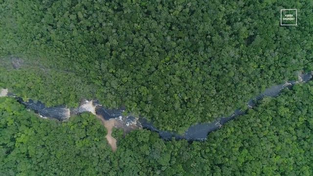 Daraxtlar Yerning O'pkasi Emas, Unda Ular Nega Kerak? | Xuddi Shunday