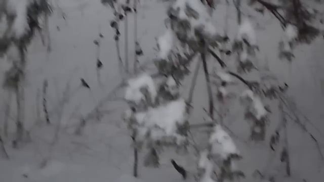 Установка петель на зайца и их проверка. смотреть онлайн
