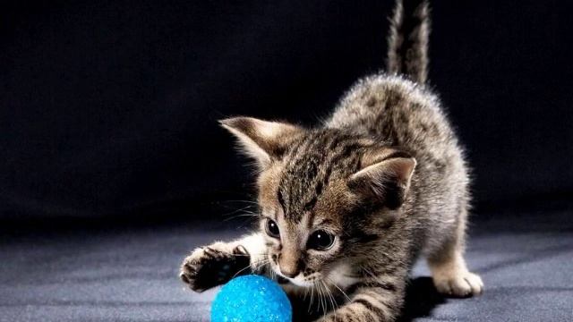 Кошка. Стихи для детей. смотреть онлайн