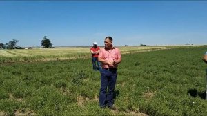 Чечевица . Выращивание  чечевицы по технологии клеарфилд.