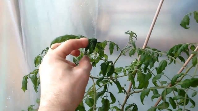 Помидоры. Выращивание помидоров. Помидоры в горшке. смотреть онлайн