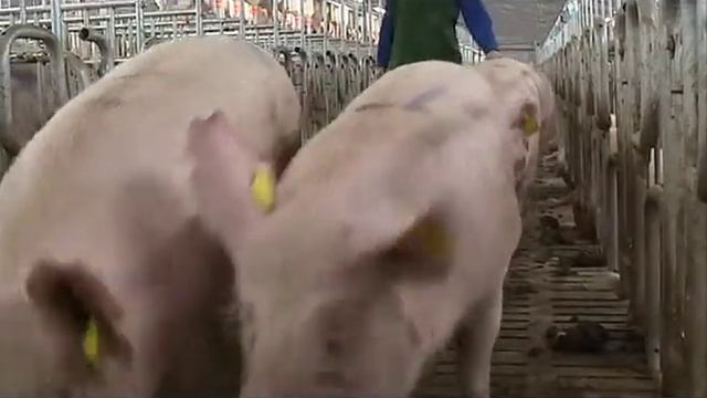 Россельхознадзор информирует смотреть онлайн