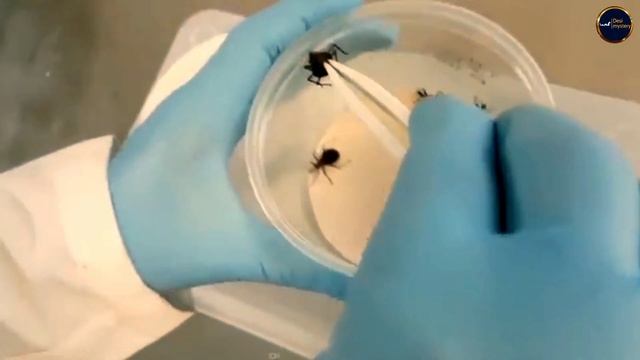 दुनिया के सबसे खतरनाक कीड़े मकोड़े | duniya ke sabse khatarnak kide makode | most dangerous insects смотреть онлайн