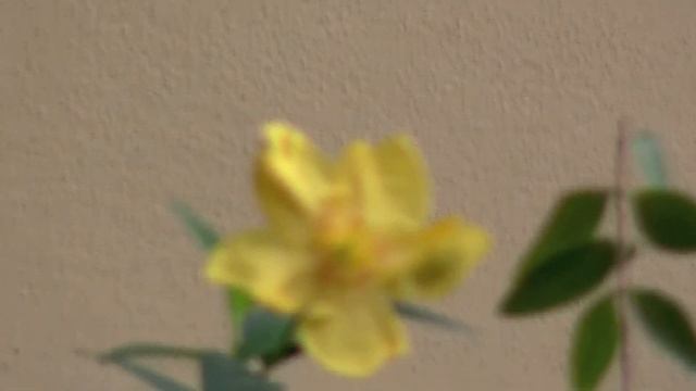 Test Canon Legria HF R106 HD.mov смотреть онлайн