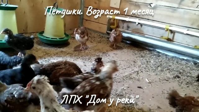 Месячные петушки русской хохлатой смотреть онлайн