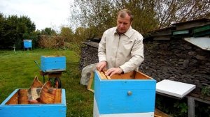 Развитие семьи в двухкорпусном улье.