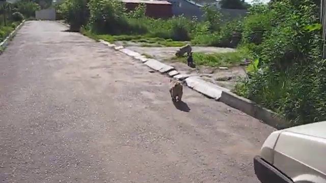 п-к мопсов "ФРЭШ СТАР" г.Казань смотреть онлайн