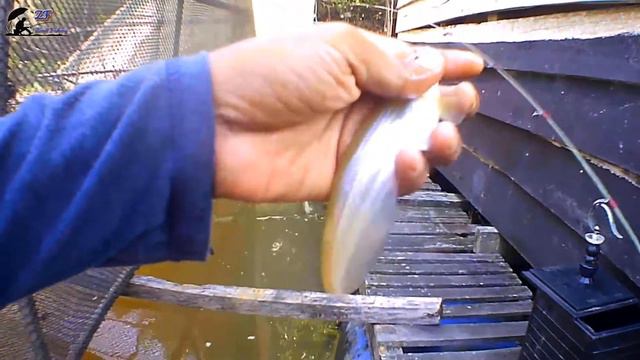 Mancing Ikan Gurame Liar Di Sungai Ketemu Spot Ikan Lais Babon‼️ - Zand Fishing