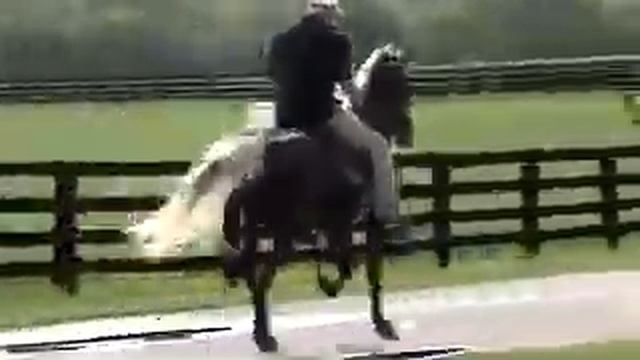 Gaits of the Rocky Mountain Horse смотреть онлайн