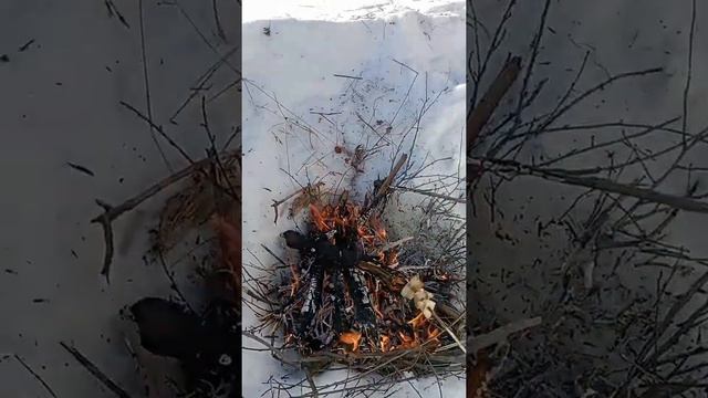 Закрытие капканов и подкормка косули в глухозимье смотреть онлайн