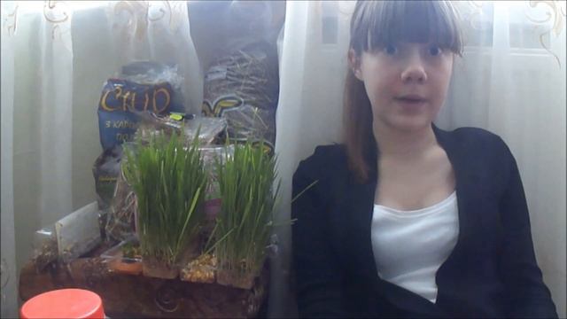 Питание морской свинки) смотреть онлайн