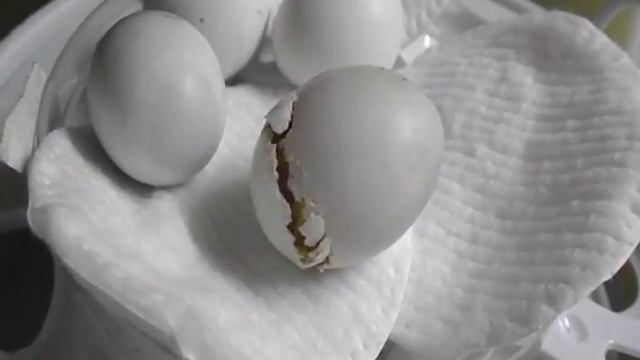 Вылупление птенца Кореллы!!! смотреть онлайн