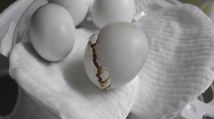 Вылупление птенца Кореллы!!!