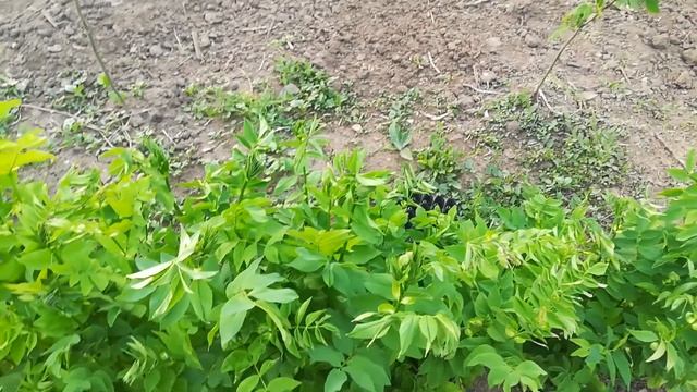 Эспарцет клевер козлятник смотреть онлайн