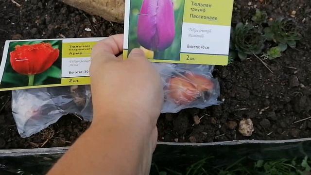 Посадила луковицы Тюльпанов и нарциссов на даче в новую клумбу 24.09.2021 смотреть онлайн