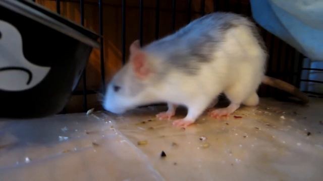 РАЦИОН ДЕКОРАТИВНЫХ КРЫС || Чем кормить? смотреть онлайн