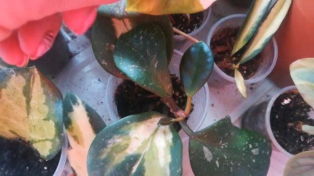 И снова сюрприз ??? смотреть онлайн