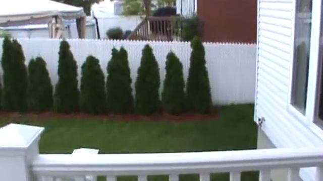 Thuja occidentalis (Smaragd) Cedar Hedge - 1 year old смотреть онлайн