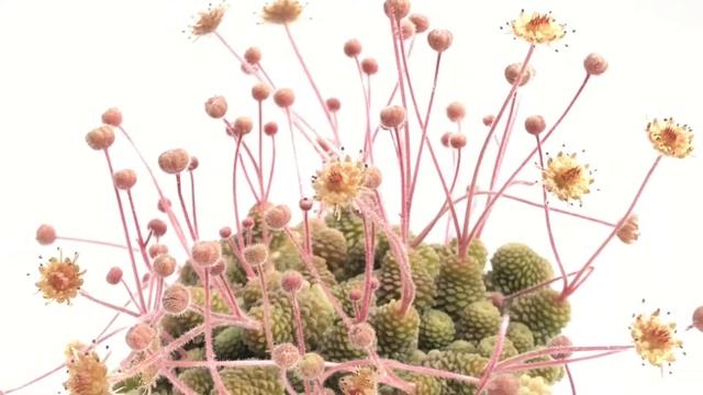 Monanthes polyphylla смотреть онлайн