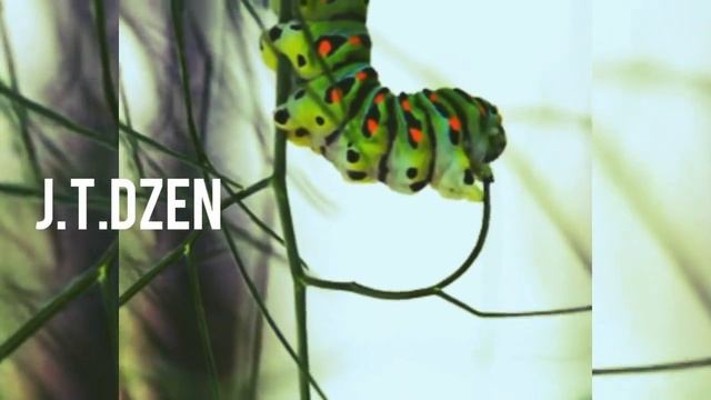 Как едят гусеницы смотреть онлайн