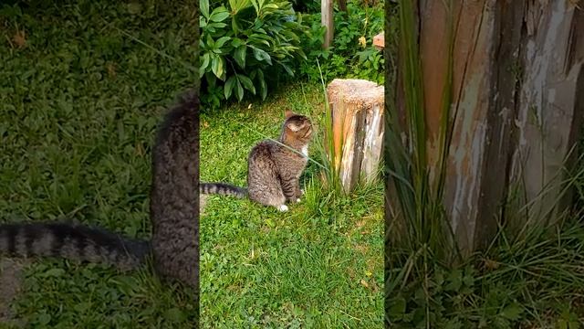 Кошки на даче. Британцы смотреть онлайн