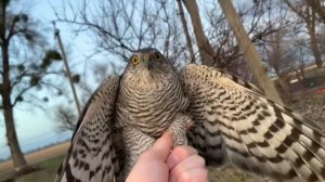 Ястреб перепелятник атаковал ловушку?! Как поймать ЯСТРЕБА ?