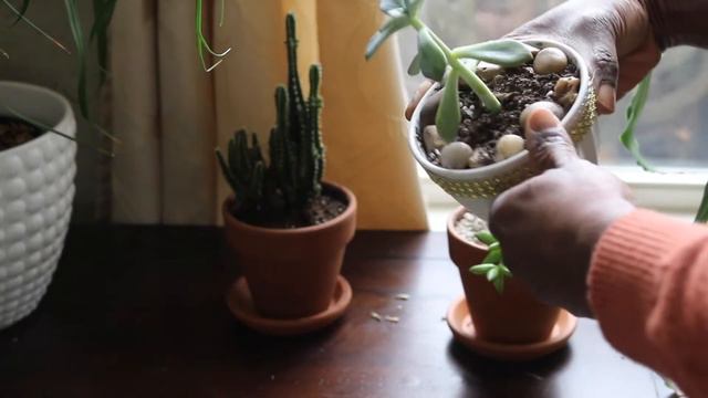 Plant Tour and Care Tips | Spring 2020 смотреть онлайн