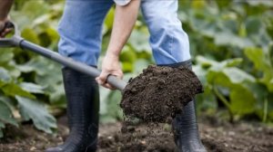 Почему не цветут канны??  Секреты выращивания