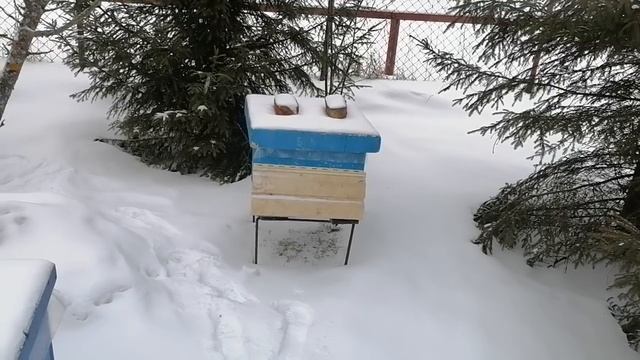 Пасека 22 января! Как не угробить пчёл?! смотреть онлайн