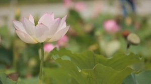 Мантра исцеления женской энергии, женских болезней, счастливого замужества.