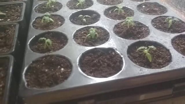 Томаты | сливка московская | гибнет рассада смотреть онлайн