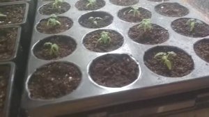 Томаты | сливка московская | гибнет рассада