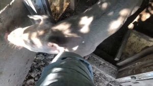 Свиноводство. Поросятам 3 месяца. Чем кормлю.