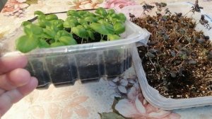 ??ВЫРАЩИВАНИЕ БАЗИЛИКА ЧЕРЕЗ РАССАДУ. ОСОБЕННОСТИ ПОСЕВА И УХОДА