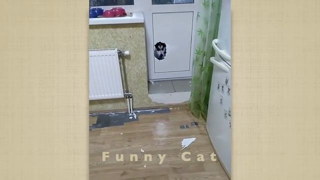 Смешные КОТЫ, СОБАКИ, ЕНОТЫ, ПОПУГАИ #14 / Ржачные животные 2020. смотреть онлайн