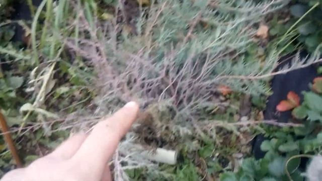 Зелёный забор из можжевельника. Подстригаю можжевельник часть 1. смотреть онлайн