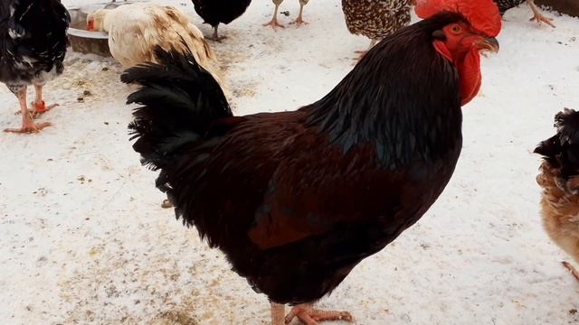 Ливенская ситцевая куры. Вопрос ситцевости смотреть онлайн