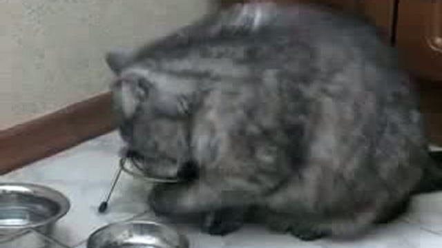 Кот в шоке! А где еда?! смотреть онлайн