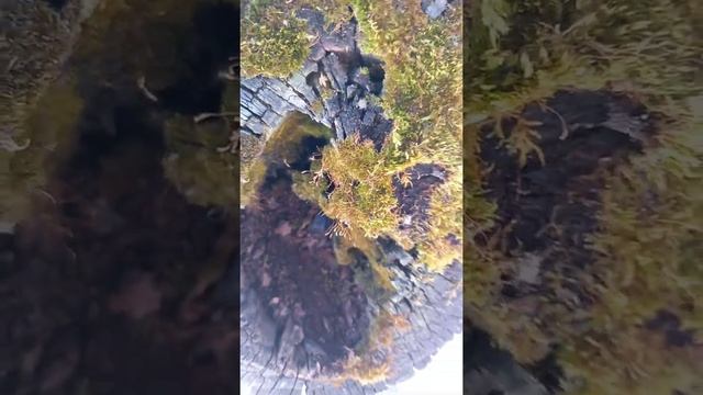 ошибки обрезки Яблони. часть2 Образование большого дупла смотреть онлайн