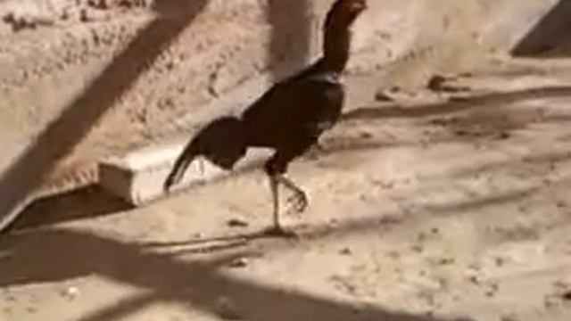 Корейский петух смотреть онлайн