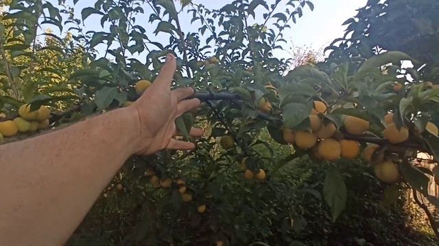 Алыча Комета & Царская.Самые ранние сорта. Обзор плодоношения2021года. смотреть онлайн