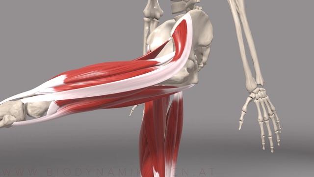 Tensor Fascia Latea & IT Band Basics 4k Animation смотреть онлайн