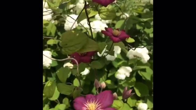 Клематис Виль де Лион в каждый сад!! Clematis Ville de Lyon !! смотреть онлайн